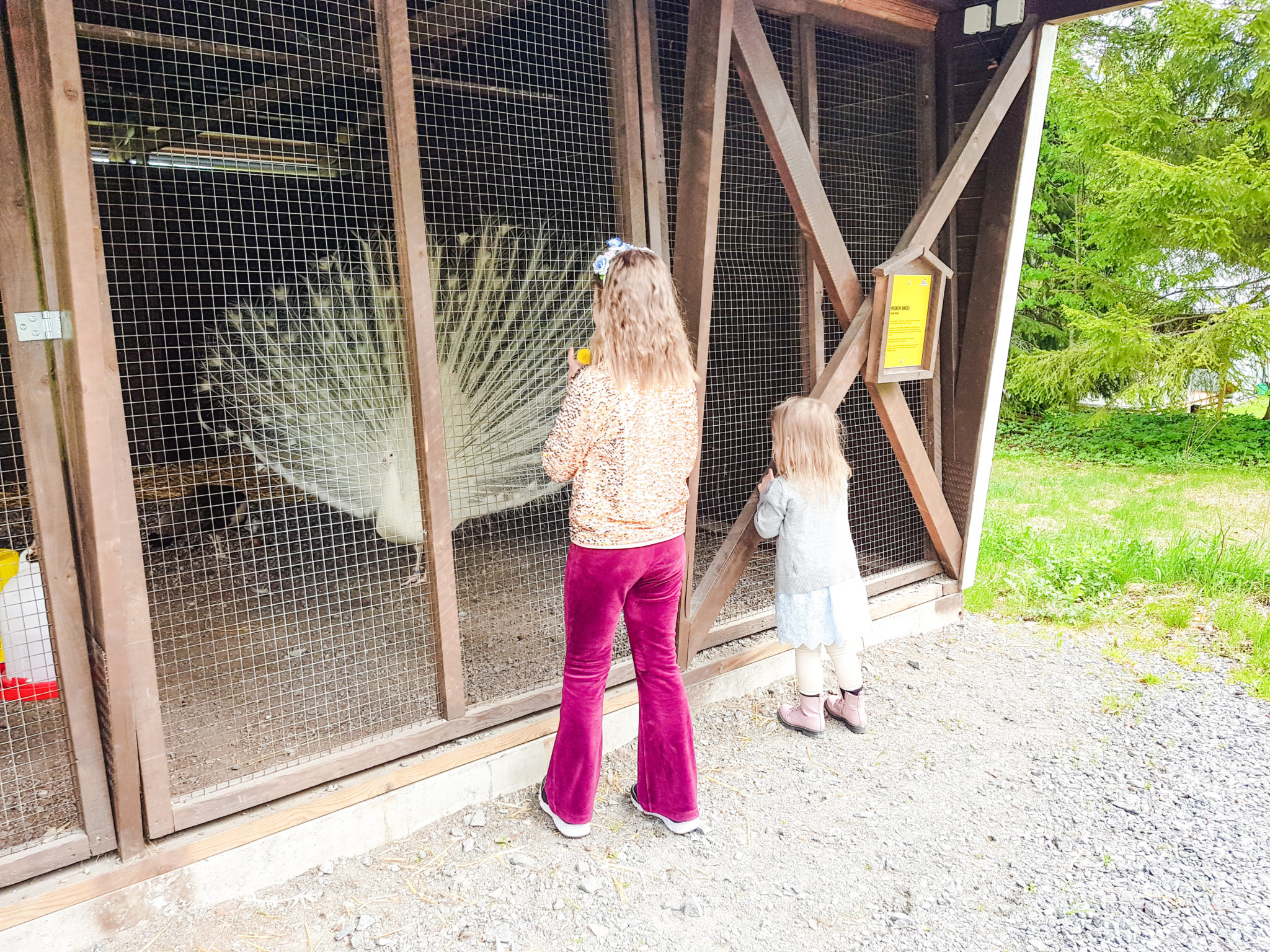 Kuopion eläinpuisto